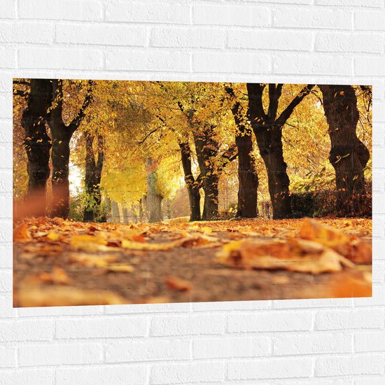 Muursticker - Bomen - Bossen - Bladeren - Herfst - Natuur - 105x70 cm Foto op Muursticker