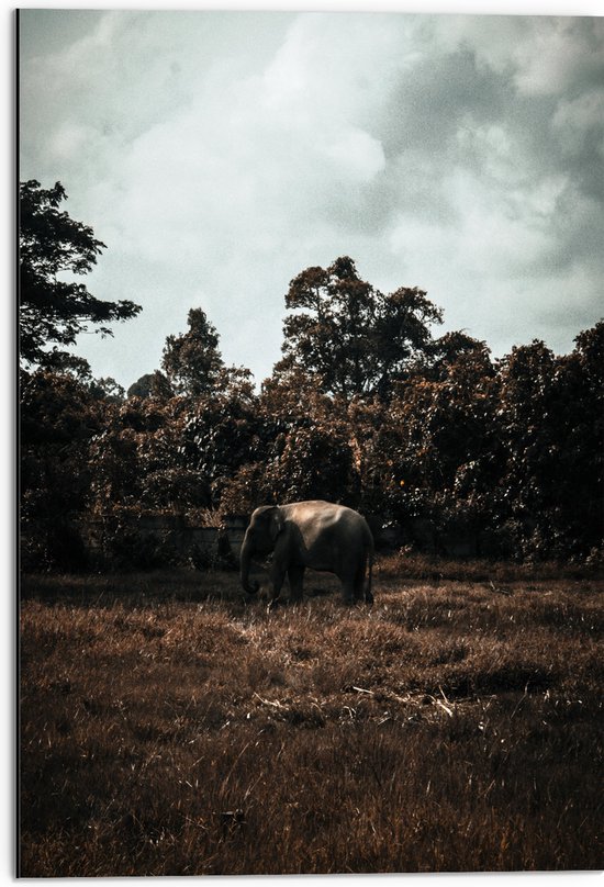 Dibond - Dieren - Olifant - Bomen - Bossen - Gras - 50x75 cm Foto op Aluminium (Wanddecoratie van metaal)