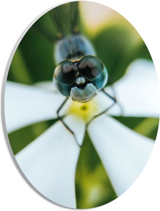 PVC Schuimplaat Ovaal - Dier - Insect - Libelle - Natuur - Bloem - 21x28 cm Foto op Ovaal (Met Ophangsysteem)