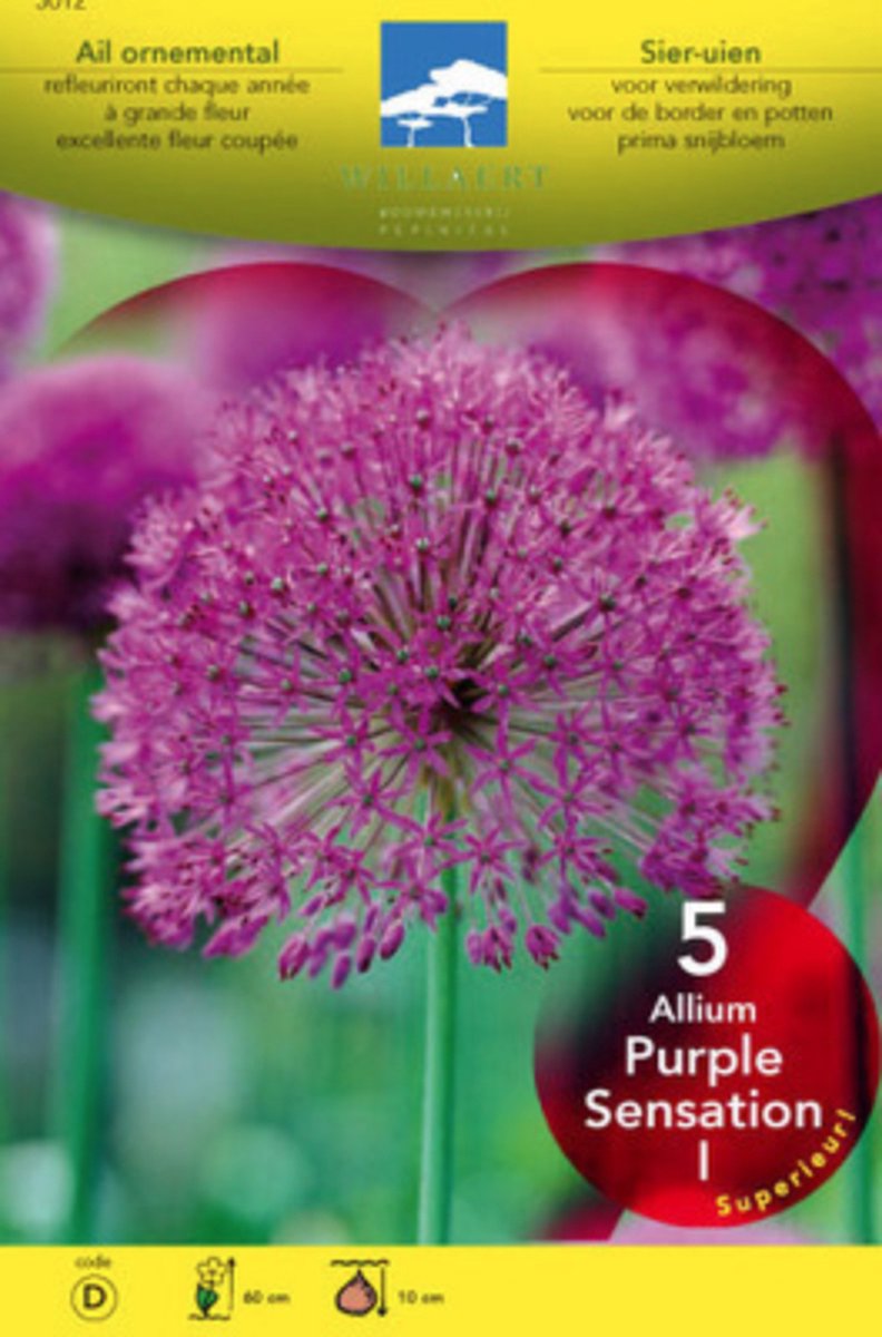 Allium afl. 'Purple Sensation' - Sierui Bloembollen 12/+ 5 stuks