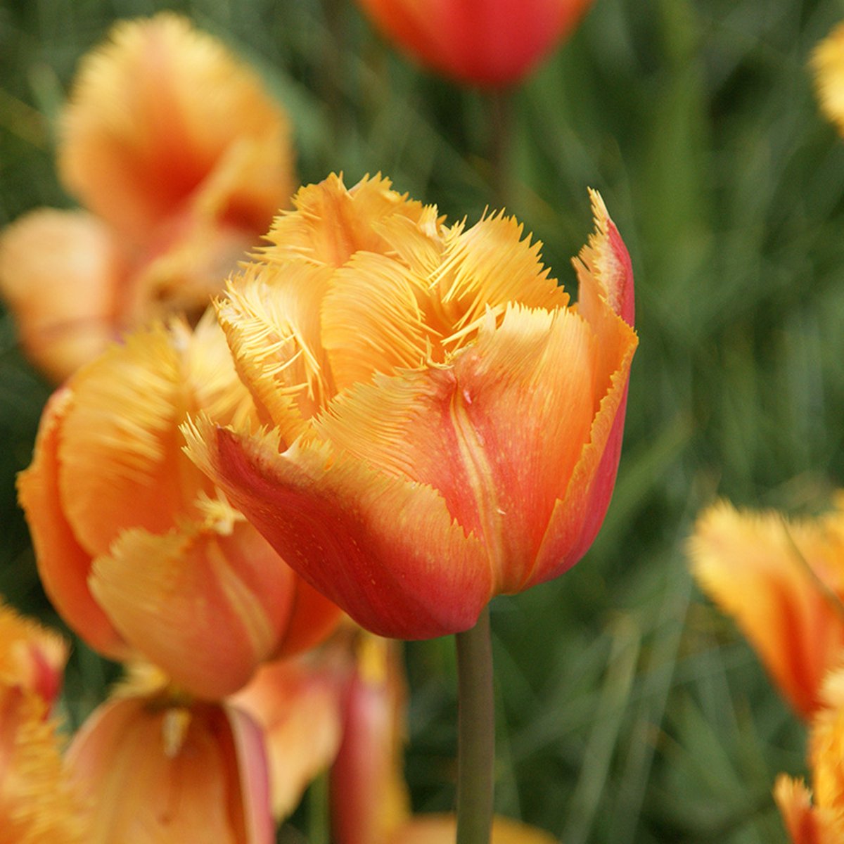 Tulp Lambada | 10 stuks | Gefranjerd | Oranje | Roze | Tulpenbollen