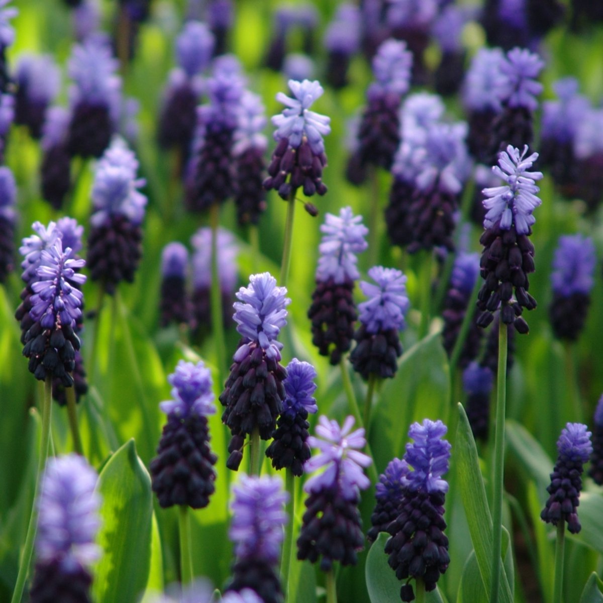Blauw druifje latifolium | 75 stuks | Blauw | Muscari bollen