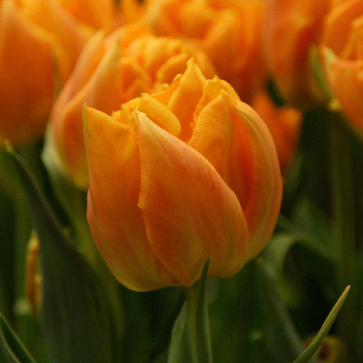 Tulp Orca® | 10 stuks | Dubbel vroeg | Oranje | Tulpenbollen