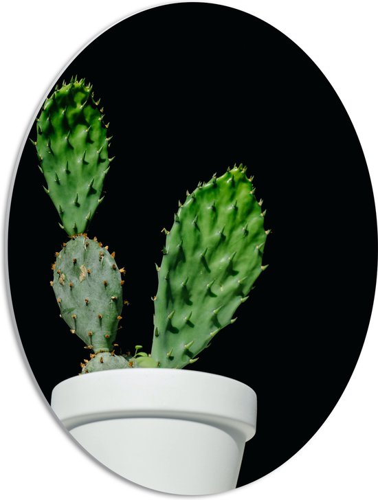 PVC Schuimplaat Ovaal - Cactus - Plant - Bloempot - 42x56 cm Foto op Ovaal (Met Ophangsysteem)
