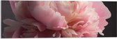 Acrylglas - Roze Roos - 90x30 cm Foto op Acrylglas (Wanddecoratie op Acrylaat)