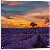 Tuinposter – Landschap - Bloemen - Planten - Boom - Lavendel - Zonsondergnag - Paars - 80x80 cm Foto op Tuinposter (wanddecoratie voor buiten en binnen)