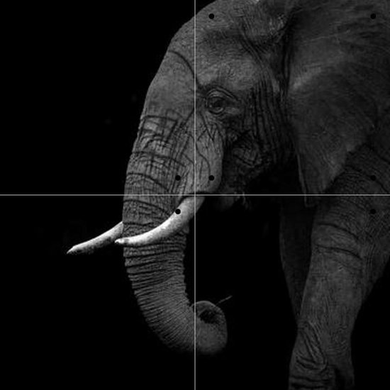 IXXI Elephant - Wanddecoratie - Abstract - 40 x 40 cm