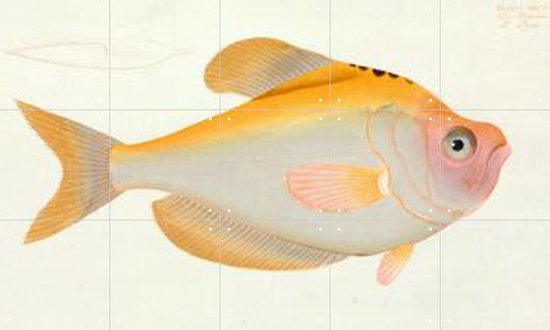 IXXI Yellow Fish - Wanddecoratie - Dieren en insecten - 100 x 60 cm