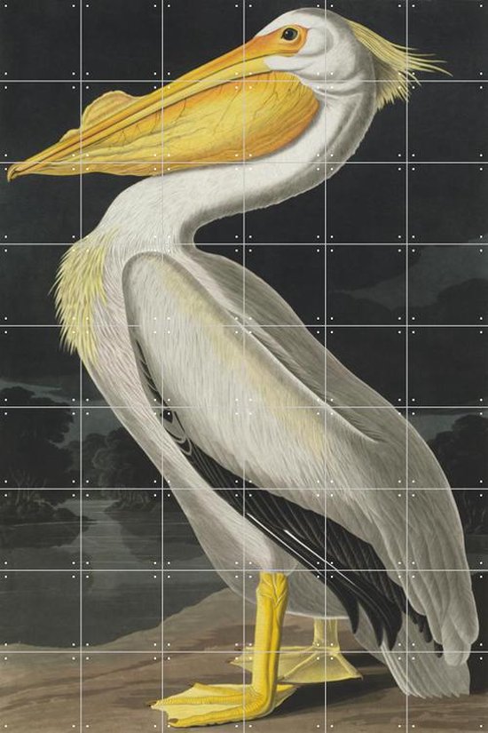 IXXI American White Pelican - Wanddecoratie - Dieren en insecten - 120 x 180 cm