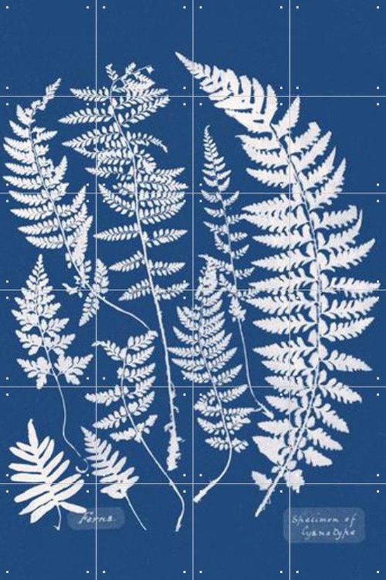 IXXI Specimen of Cyanotype - Ferns - Wanddecoratie - Bloemen en Planten - 80 x 120 cm