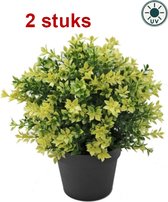 Kunstplant Buxus geel 22cm UV - voor binnen en buiten (2 stuks)