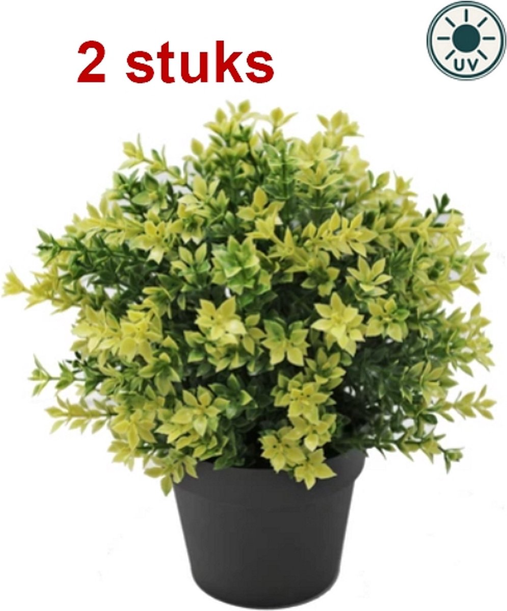 Unieke kunstplanten • Binnen 2 dagen verzendklaar