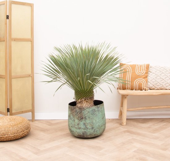 Yucca Rostrata op stam - 120cm