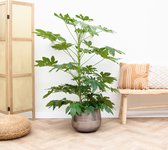 Vingerplant (Fatsia japonica) - 150cm