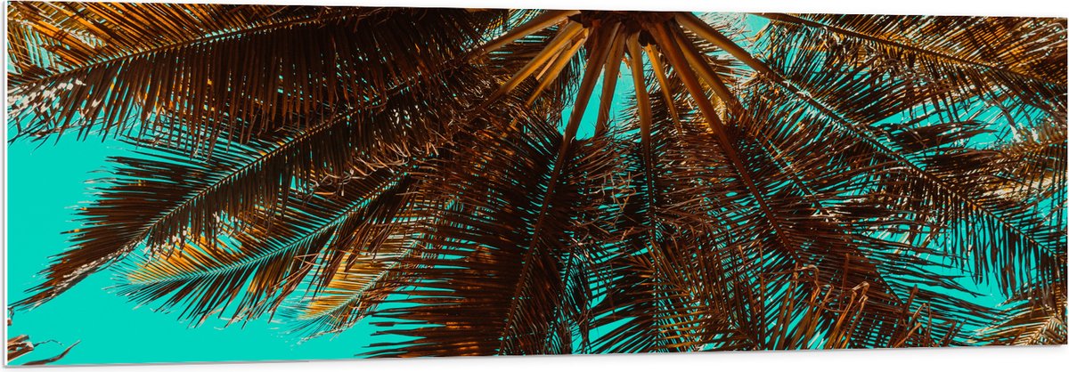 PVC Schuimplaat- Bomen - Boomstam - Palmbomen - Bladeren - Tropisch - 150x50 cm Foto op PV