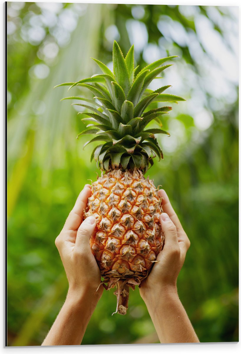 Dibond - Verse tropische Ananas in Mensenhanden - 40x60 cm Foto op Aluminium (Wanddecoratie van metaal)