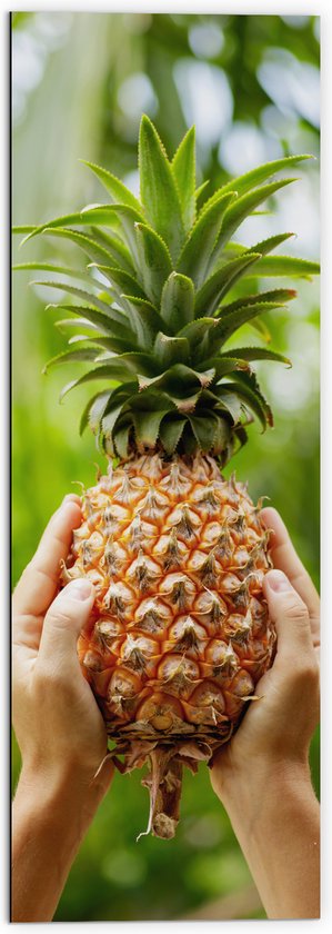 Dibond - Verse tropische Ananas in Mensenhanden - 50x150 cm Foto op Aluminium (Met Ophangsysteem)