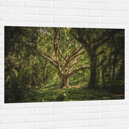 Muursticker - Bomen - Planten - Bossen - Groen - Bruin - 120x80 cm Foto op Muursticker