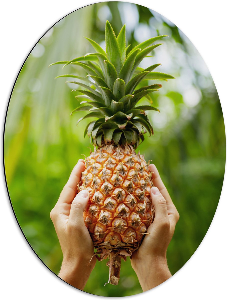 Dibond Ovaal - Verse tropische Ananas in Mensenhanden - 51x68 cm Foto op Ovaal (Met Ophangsysteem)