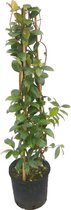 AANBIEDING - Toscaanse Jasmijn - heerlijk geurend - ca. 90 cm hoog - cadeautip!