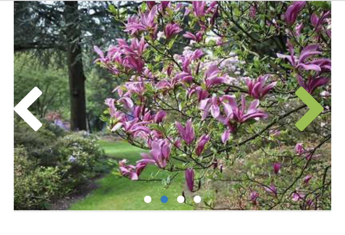 Magnolia 'Susan' - Beverboom 50 - 60 cm in pot