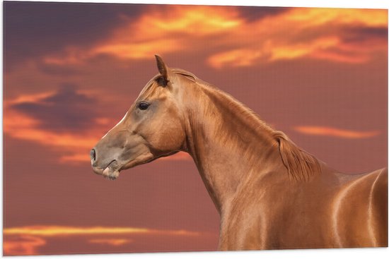 Vlag - Zijaanzicht van Glanzend Bruin Paard onder Oranje Gloed in de Lucht - 90x60 cm Foto op Polyester Vlag