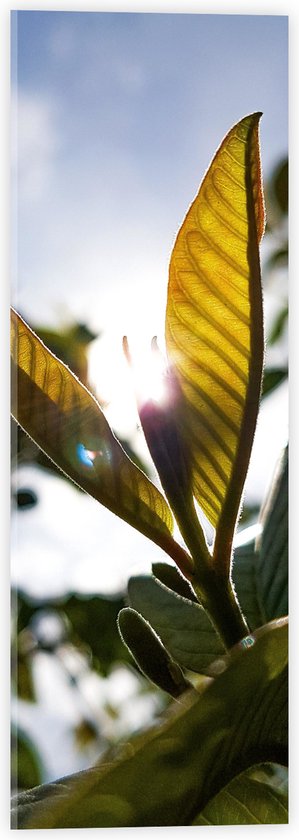 Acrylglas - Plant - Bladeren - Groen -Zon - 20x60 cm Foto op Acrylglas (Met Ophangsysteem)