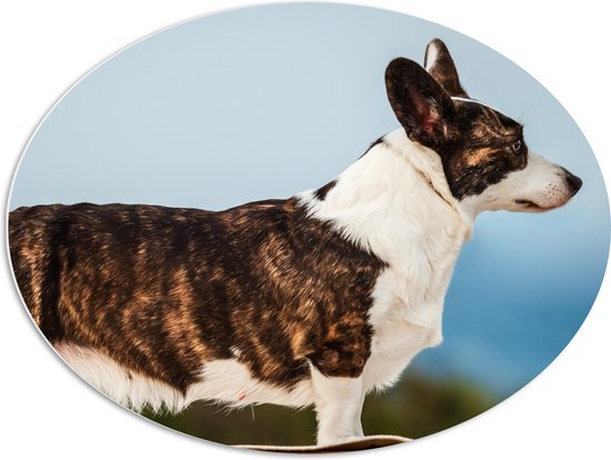 PVC Schuimplaat Ovaal - Zijaanzicht van Bruin met Witte Langwerpige Corgi Hond - 80x60 cm Foto op Ovaal (Met Ophangsysteem)
