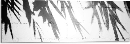 Dibond - Planten - Bladeren - Muur - Schaduw - Zwart - Wit - 90x30 cm Foto op Aluminium (Met Ophangsysteem)