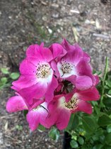 Rosa 'American Pillar' - Roos, Klimroos in pot