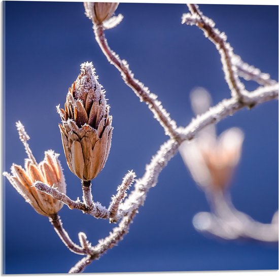 Acrylglas - Planten - Knop - Natuur - Vorst - 50x50 cm Foto op Acrylglas (Met Ophangsysteem)