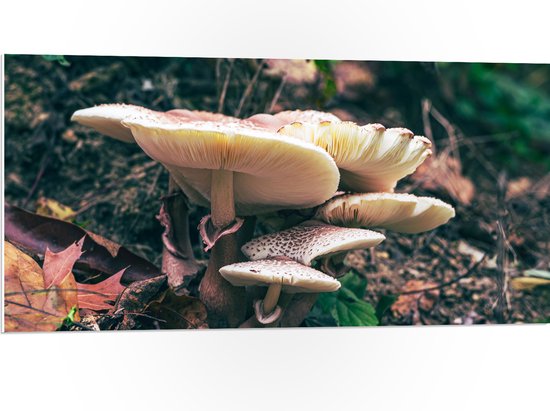 PVC Schuimplaat - Paddenstoelen - Bladeren - Planten - Zand - Natuur - 100x50 cm Foto op PVC Schuimplaat (Met Ophangsysteem)