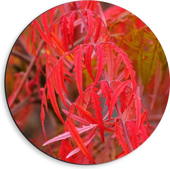 Dibond Muurcirkel - Planten - Bladeren - Rood - Natuur - 40x40 cm Foto op Aluminium Muurcirkel (met ophangsysteem)
