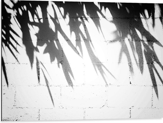 Dibond - Planten - Bladeren - Muur - Schaduw - Zwart - Wit - 80x60 cm Foto op Aluminium (Met Ophangsysteem)