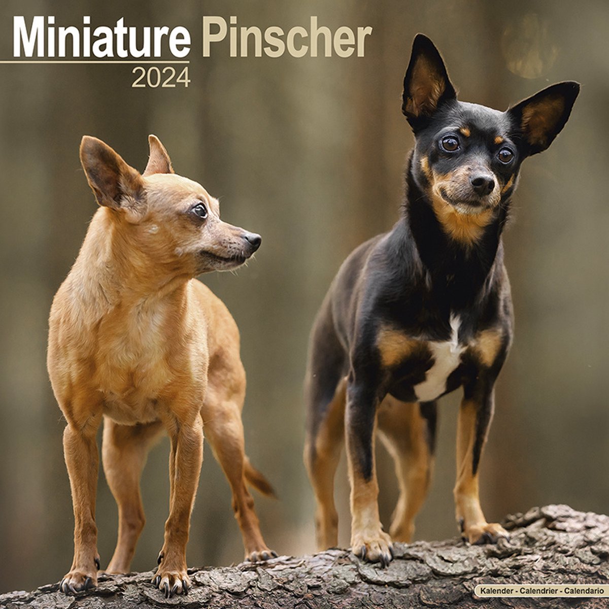Miniatuur Pinscher Kalender 2024