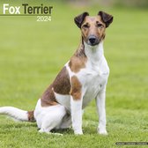 Fox Terrier Kalender 2024