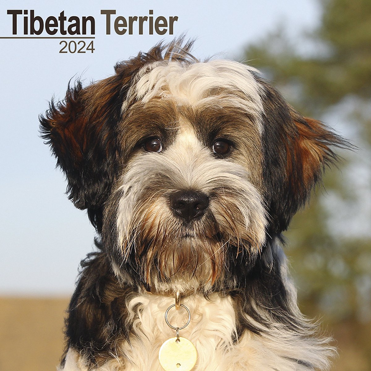 Tibetaanse Terrier Kalender 2024