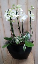 Orchidee Phalaenopsis Wit 4 stelen Waterntuin Natuurlijk