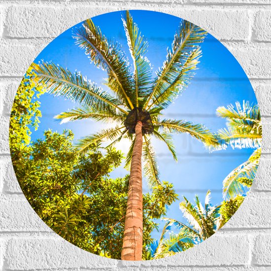 Muursticker Cirkel - Palmbomen Beschijnd door Zon - 50x50 cm Foto op Muursticker