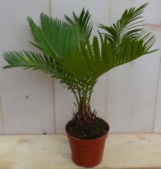 Foto: Kamerplant palmvaren cycas