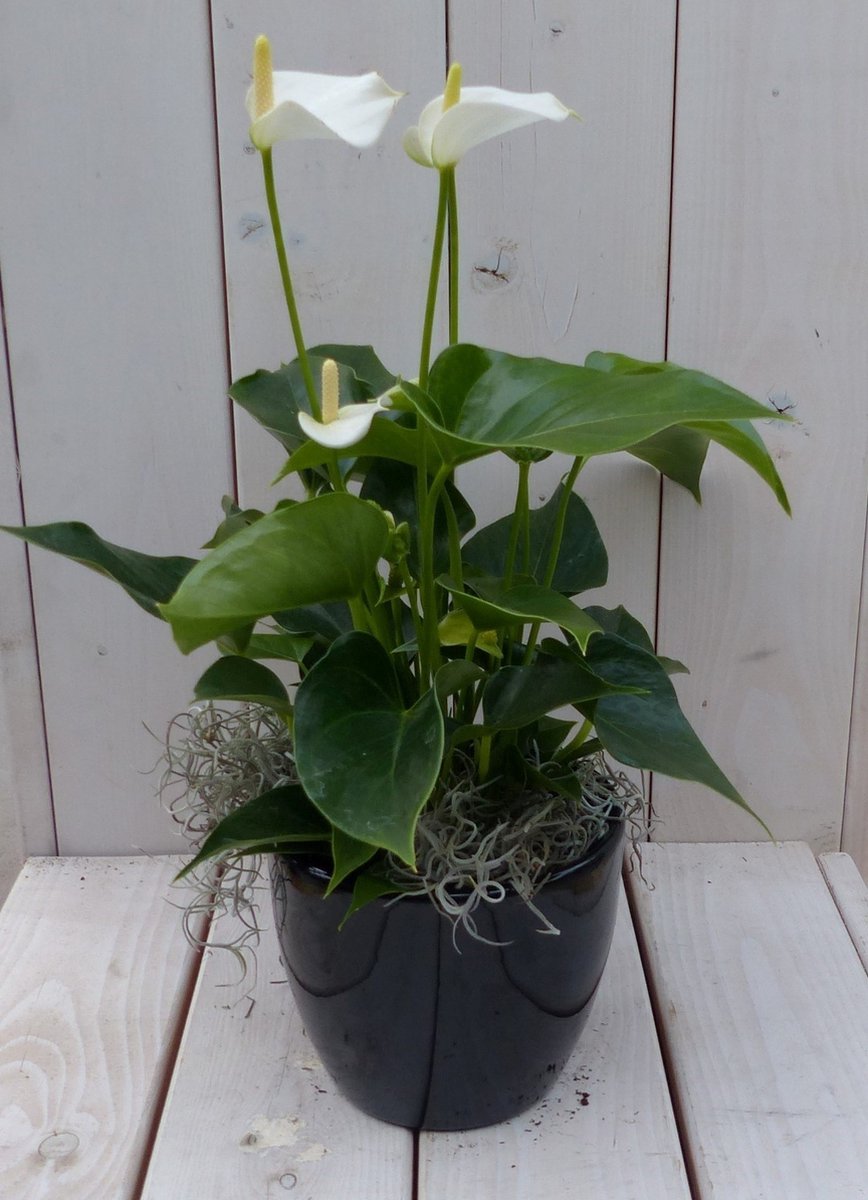 Anthurium zwart kopen