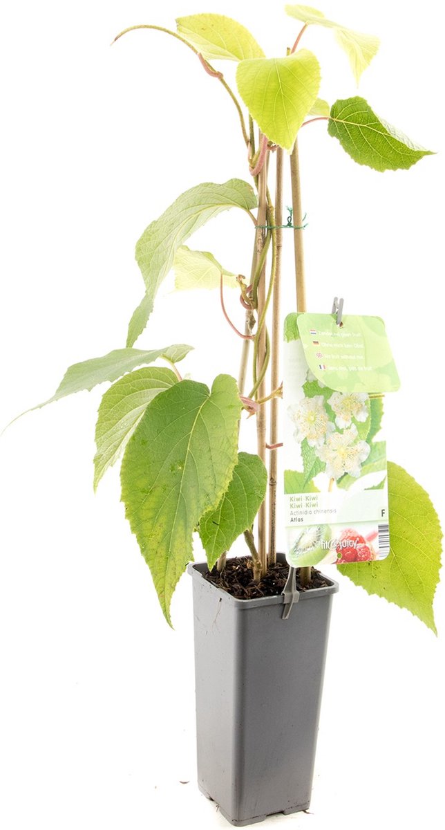 Actinidia chinensis Atlas