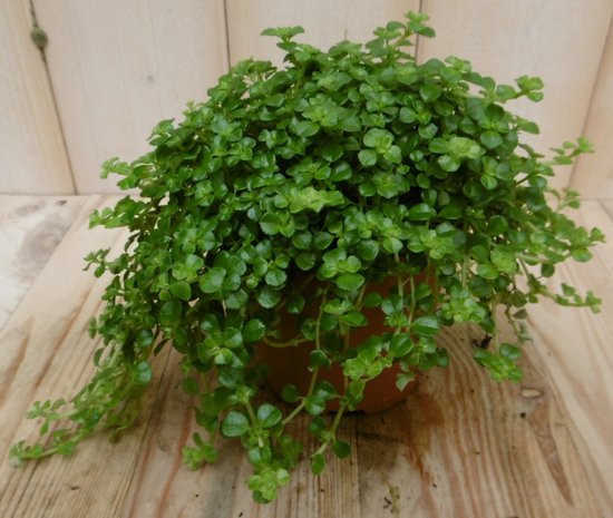 Pilea depressa