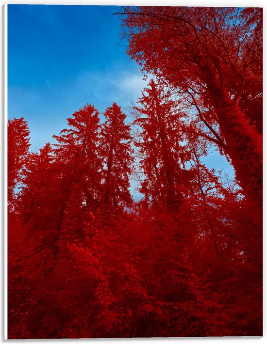 PVC Schuimplaat- Onderaanzicht - Bomen - Rood - Lucht - 30x40 cm Foto op PVC Schuimplaat