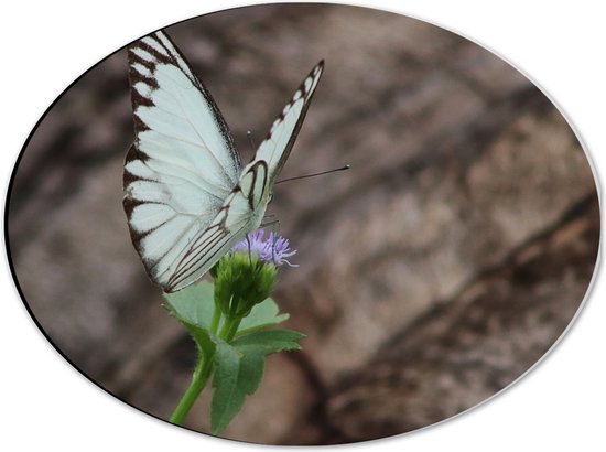 Dibond Ovaal - Vlinder met Blauwe Vleugels op Paarse Wilde Bloem - 40x30 cm Foto op Ovaal (Met Ophangsysteem)