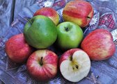 3 verschillende appels van 1 boom: 'Braeburn' (roodgeel, licht zoete appel), 'Gala' (geelwit, zoete appel), 'Golden Delicious' (groengeel, zoete appel), 9 cm pot