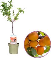 Abrikoosboom, Prunus 'Armeniac', zelfbestuivend, winterhard