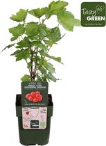 Hello Plants Ribes Rubrum Jonkheer van Tets Rode Aalbes - Bessenstruik - Ø 13 cm - Hoogte: 45 cm
