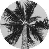 Schilderij Fotokunst Rond - Palmbladeren | 50 x 50 cm | PosterGuru