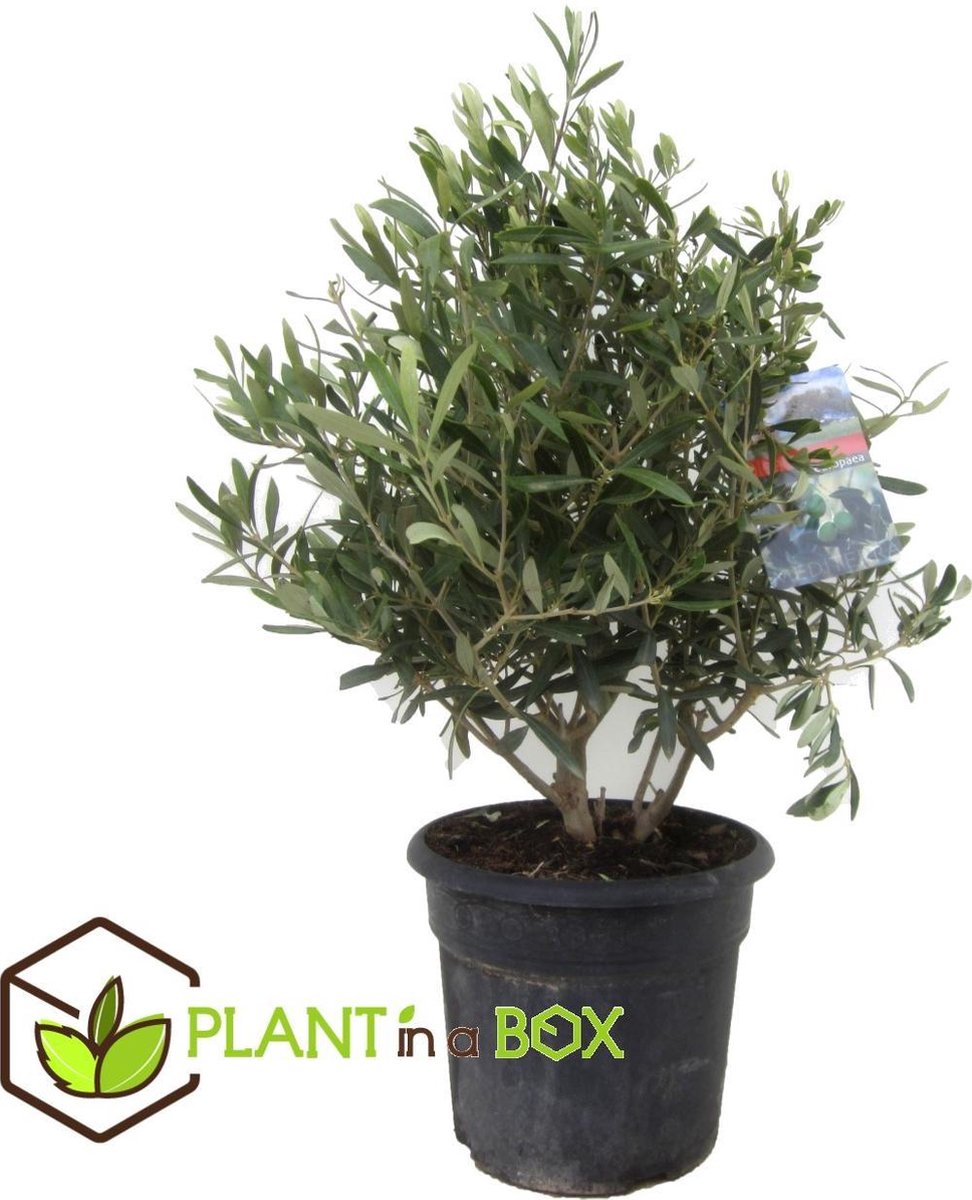 Plant in a Box - Olijfboom Olijf struik - Olea Eurpaea - Pot ⌀27 cm -Hoogte  ↕ 75-85 cm | bol.com